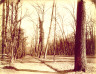 Jean Eugène Auguste Atget / Tree-Lined Path / ca. 1910