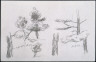 Edward Hopper / (Foliage Studies) / No Date Available