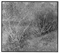 The Birches