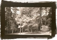 Red Maple in Wind, Bernheim, Kentucky