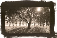 Weeping Crab Apple, Bernheim, Kentucky