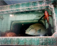 In the Entrance to a Fish Restaurant Off Jordan Road, Kowloon, Hong Kong, from the portfolio Map of the East