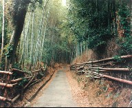 In the Northwestern Hills, Kyoto, from the portfolio Map of the East