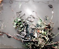 Garbage in the Cao Phaya, Bangkok, from the portfolio Map of the East