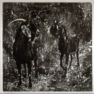 Nubian Goats
