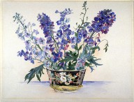 Delphinium