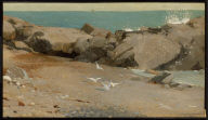 Rocky Coast and Gulls