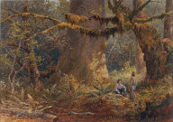 A British Columbian Forest