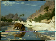 Lion in the Desert