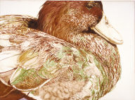 Mallard