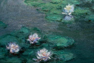 Water Lilies (I)