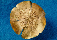 Rosette (from a diadem?): Floral type with inner wiring and thin petals