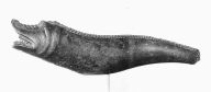 Makara
