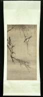 Two Magpies Playing in a Willow Tree