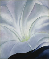 Morning Glory with Black, No. 3 (White Flower)