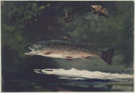 Trout Breaking