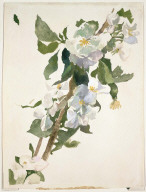 Apple Blossoms