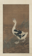 Swan Goose Amonng Water Reeds