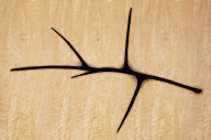 Acacia