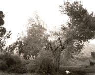Broken Trees, Next to Box Springs Mountains, East of Riverside, California