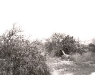 Defoliated and Bulldozed Orchard, Highland, California