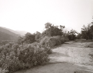 Edge of Abandoned Grapefruit Grove, Above Loma Linda, California