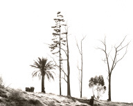 Edge of San Timoteo Canyon, Redlands, California