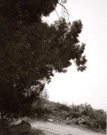 Eucalyptus East Highlands