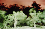Ko Samet, Dancing Trees