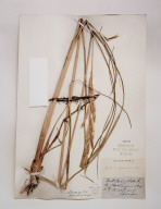 Field Museum, Spartina, 1857