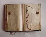 Flora of Kansas, A. Olsen, White Daisy, 1886