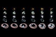 Embryologic House [computer rendering]