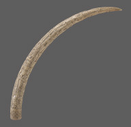 Carved Tusk