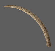 Carved Tusk