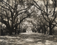 Rosedown Plantation