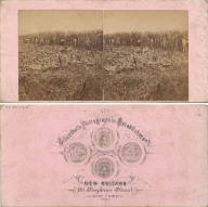 Cane cutting