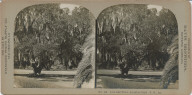 Live oak trees Audubon Park