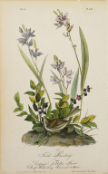 Field Bunting