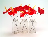 Anturien (Anthurium)