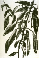 Thirty-fourth plate in the portfolio Biotherm (for Bill Berkson) by Frank O'Hara (San Francisco: Arion Press, 1990)