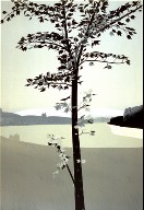 Swamp Maple