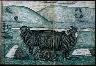 Group of Merino Sheep
