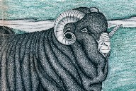 Group of Merino Sheep