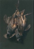 California Quail