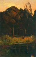 Eucalypti