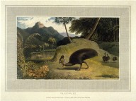 The Cassowary