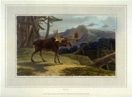 Elk