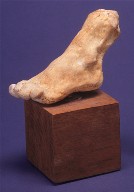 Study of a foot