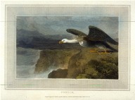 Condor