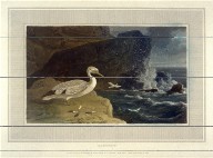 Gannet